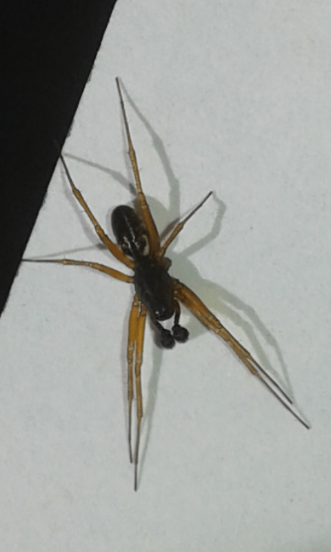 Linyphiidae: cfr. Neriene clathrata, maschio prov. PD